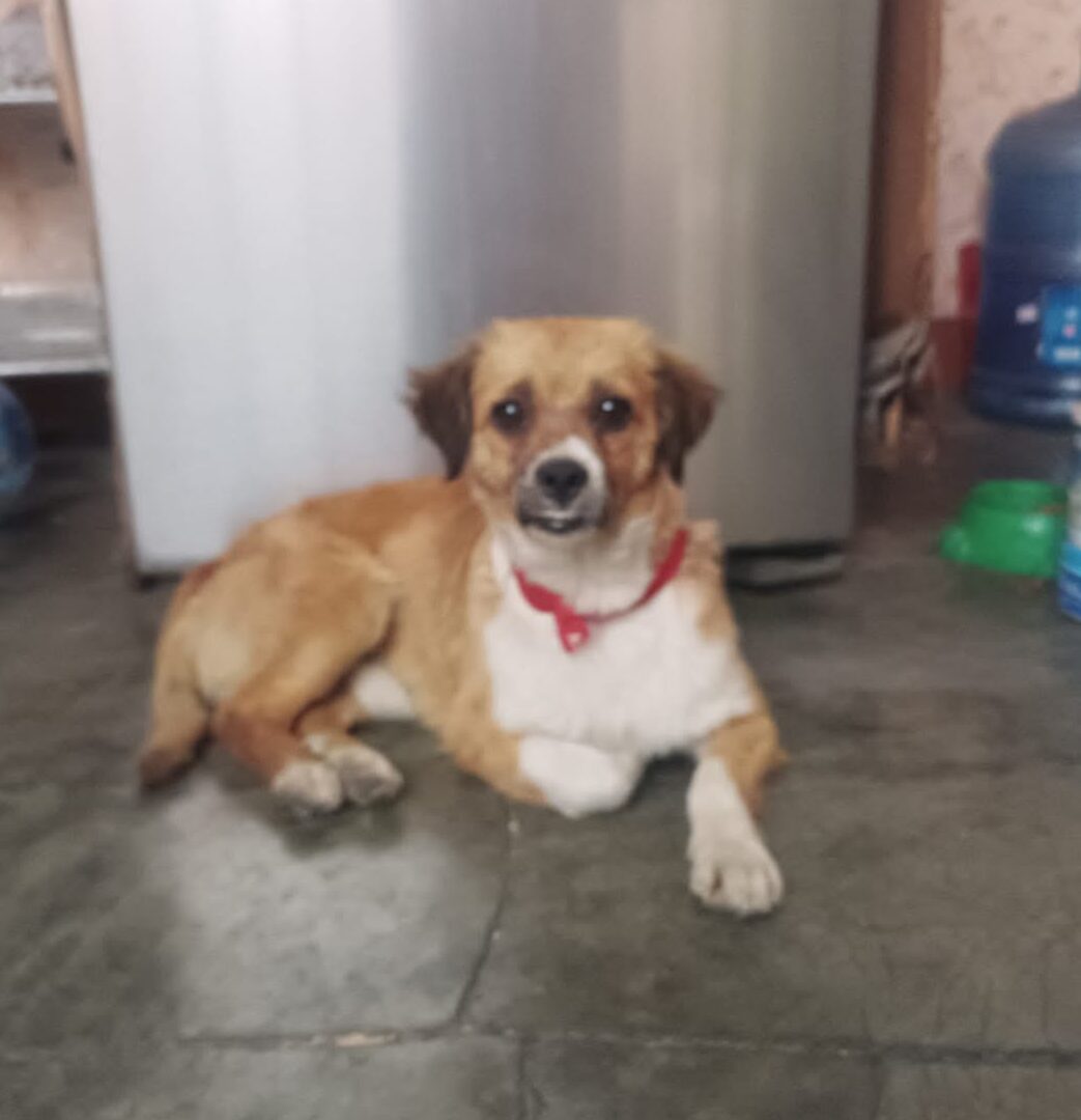 Foto de Peluchin